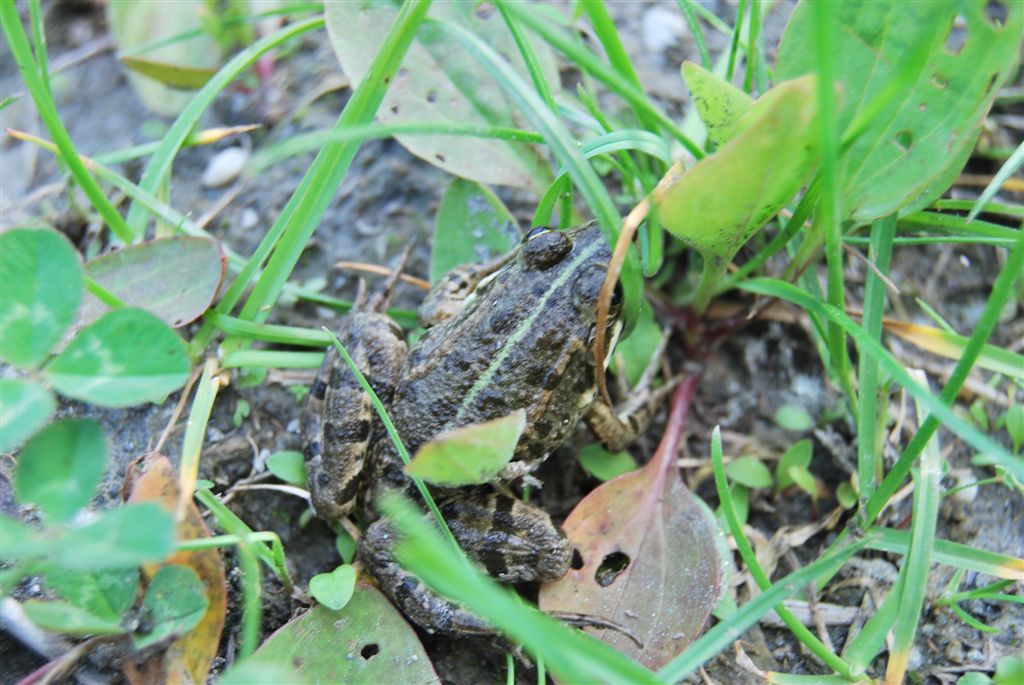 ID Rana Verde - Pelophylax sp. (prov. Torino)